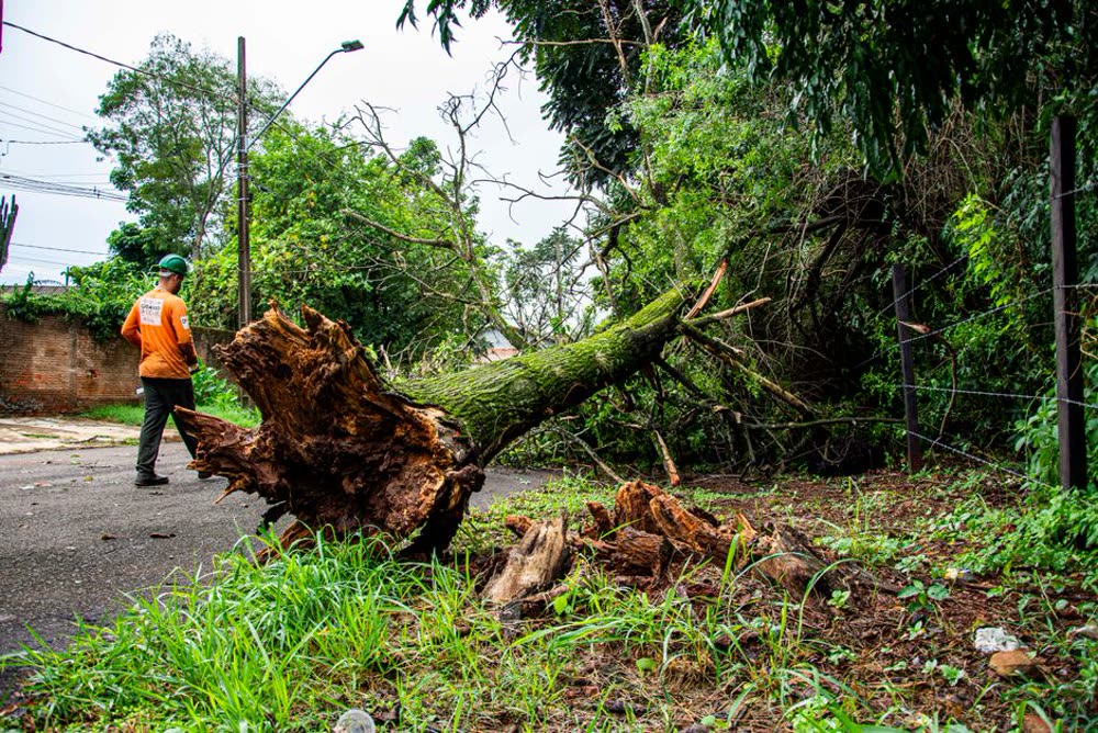 Tree Removal