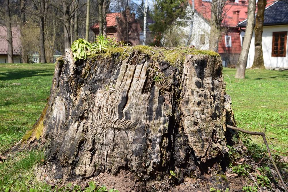Stump Grinding